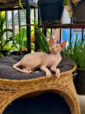 Sphynx betina / female bicolor
