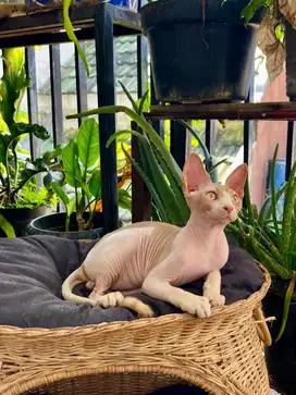 Sphynx jantan / male warna bicolor