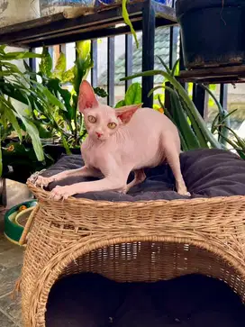 Sphynx jantan / male bicolor