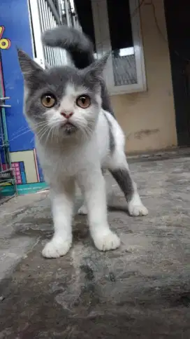 Kitten Persia Putih abu jantan shorthair