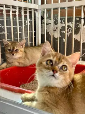 Kitten British Shorthair BSH Non Ped