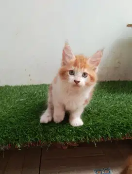 Kitten MaineCoon Betina Pure Bkn mix. Induk Ped Cfa Maine Coon