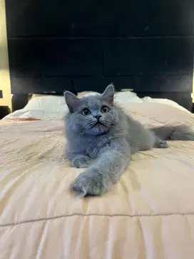 Kucing British Longhair FEMALE Blue BSH SF BLH