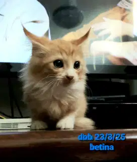 Kitten mainecoon mix