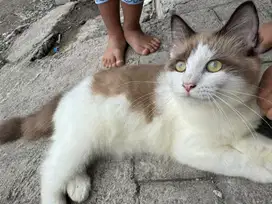 Kucing kitten Ragdoll Himalaya Jantan