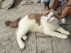 Kucing kitten Ragdoll Himalaya Jantan