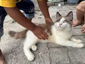 Kucing kitten Ragdoll Himalaya Jantan