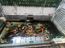 Ikan koi jumbo jual cepat mau pindah rumah