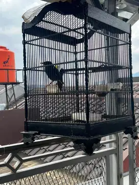 Jalak kebo gacor set kandang edisi pindah rumah