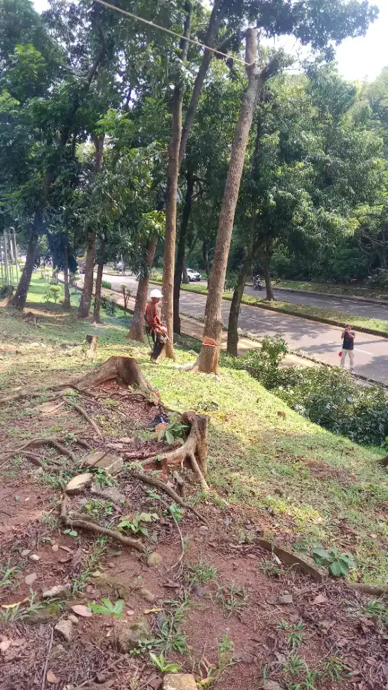 Jasa tebang pohon dan potong rumput
