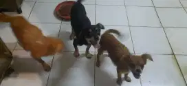 Yang mau adopsi anjing mini