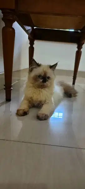 Anak kucing persia himalaya
