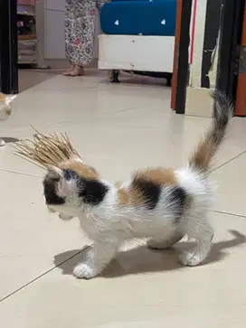 Kitten Munchkin