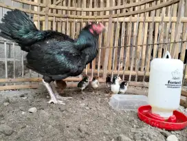 Jual ayam bangkok betina trah pama mahanakon x jakarin  F1 SANGO FARM