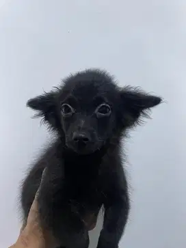 jual anak anjing mix 2bulan
