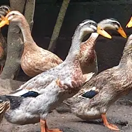 Bebek alabio indukan