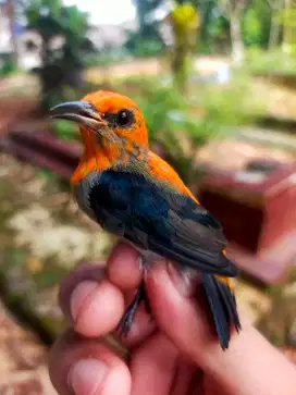 Burung Kamade Rawatan
