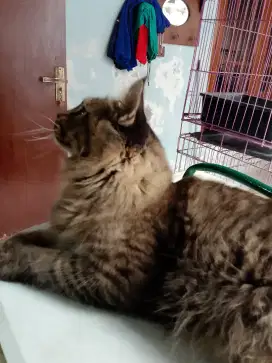 Kucing mainecoon jantan