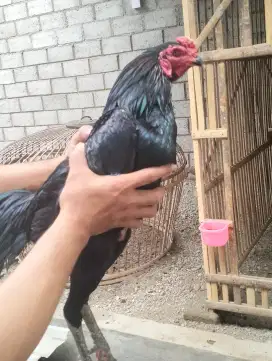 Ayam jago bangkok blackbull khrating