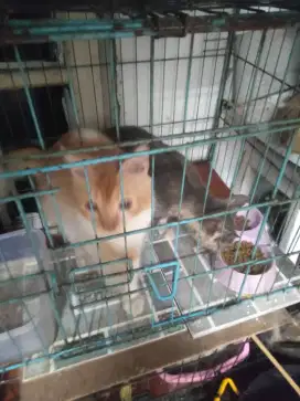BT hewan apa aja edisi bosen kucing sepasang+pasir nya