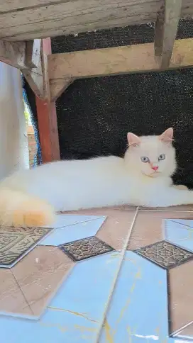 Jenis Kitten Persia