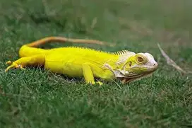 Iguana Yellow & Hijau