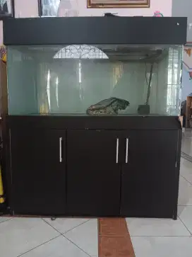 Aquarium arwana