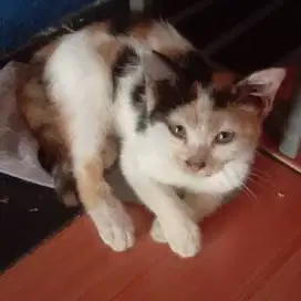 Adopsi Gratis Anak Kucing