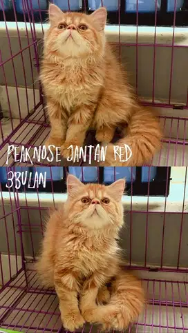 Kitten Peaknose jantan