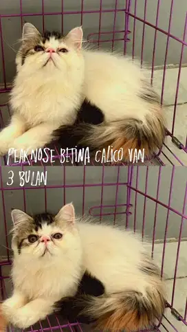 Kitten Peaknose calico van