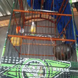 Jenggot Jawa gacor fullset
