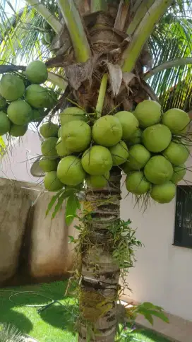 Pohon kelapa ijo pohon kelapa kuning dll