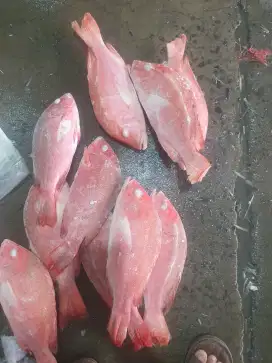 AHA Frozen Food Taman Raya Citayam Jual Ikan & Olahan Ikan Murah