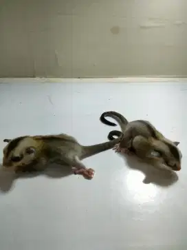 Sugar Glider White Face