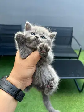BABY BSH MURMER