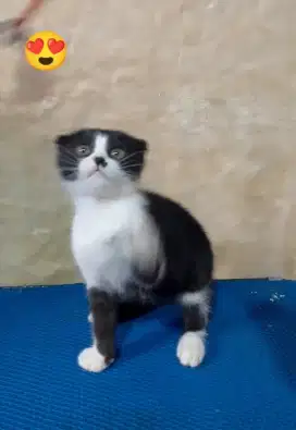 Kitten Scottish fold jantan