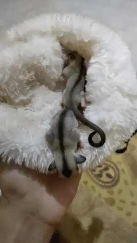 Sugar Glider Joey White Face