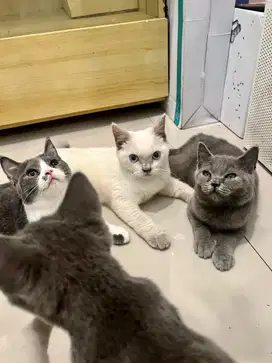 ADOP KUCING ELITE