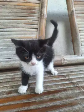 Kitten persia shorthair