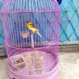 Burungkenari betina