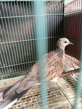 Burung tekukur derkuku