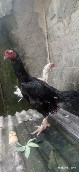 Di jual biang Bangkok ukuran big