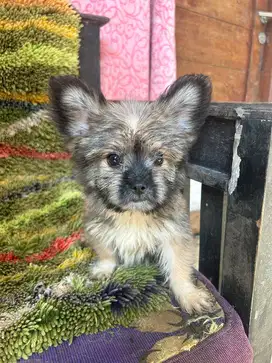 Anak Anjing Shihtzu Pom