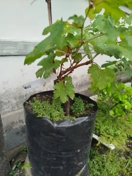 Tanaman Anggur Hitam
