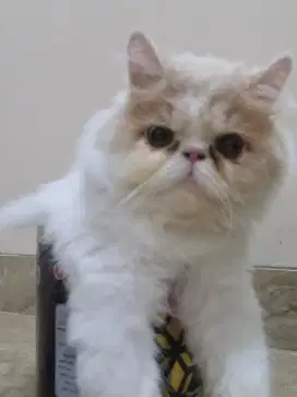 PERSIA PEAKNOSE