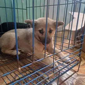 Semi Hibah Puppies