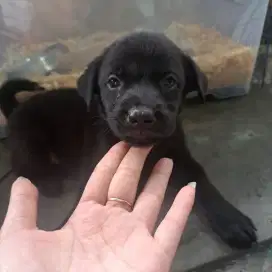 Semi Hibah Puppies