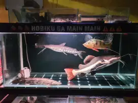 Aquarium jumbo free ikan