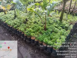 Jual Tanaman Harga Proyek
