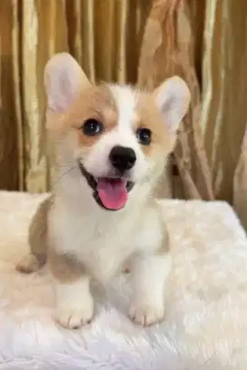 JUAL ANJING WELSH CORGI